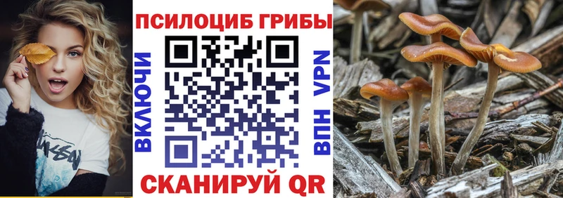 Купить где  Биробиджан  Псилоцибиновые грибы Cubensis 